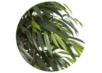 Arbre Longifolia artificiel 190 cm : élégance végétale naturelle Sinder