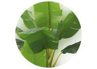 Bananier artificiel 240 cm : plante tropicale XXL d'intérieur Sinder