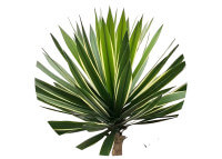 Yucca artificiel 2 tiges 155 cm : plante graphique et réaliste Sinder