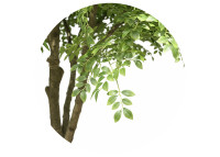 Ficus artificiel géant 300 cm : arbre spectaculaire et réaliste Sinder