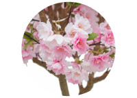 Cerisier artificiel rose 260 cm : arbre fleuri majestueux Sinder